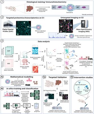 Spatially Resolved Immunometabolism to Understand Infectious Disease Progression